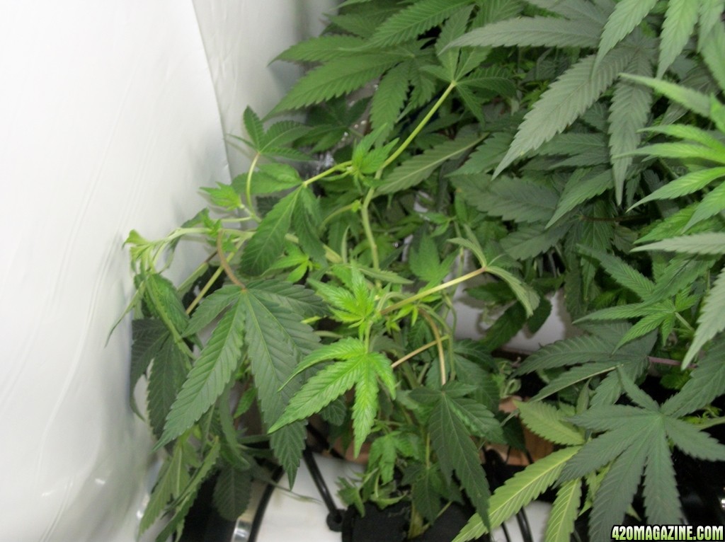 KingJohnC_s_Green_Sun_LED_Lights_Znet4_Aeroponic_Indoor_Grow_Journal_and_Review_2014-10-05_-_018.JPG