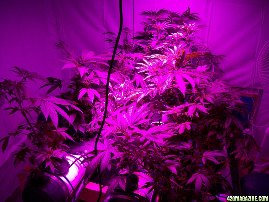 KingJohnC_s_Green_Sun_LED_Lights_Znet4_Aeroponic_Indoor_Grow_Journal_and_Review_2014-10-25_-_001.JPG