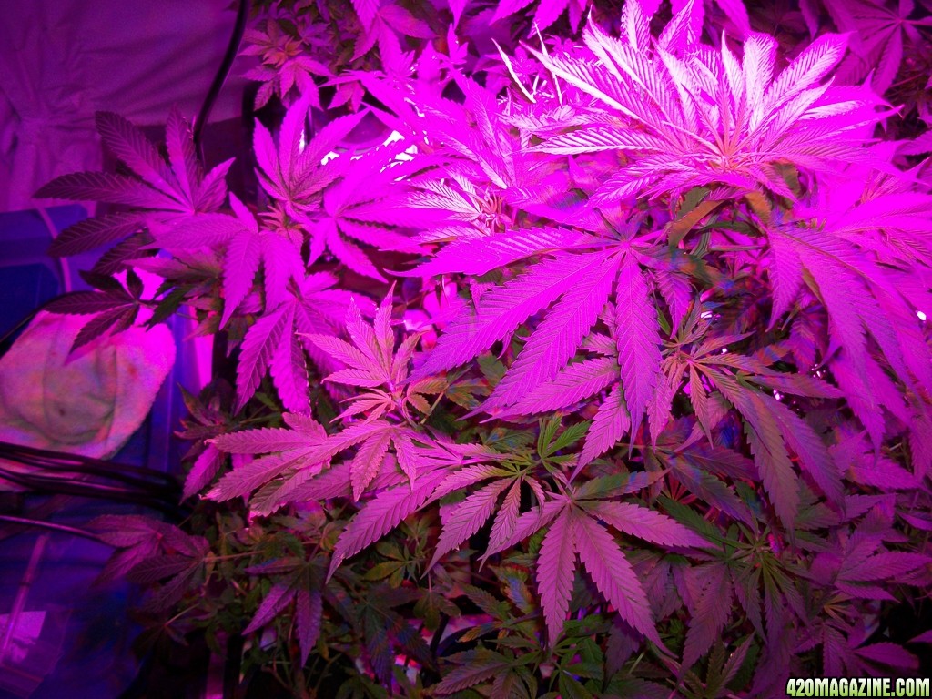 KingJohnC_s_Green_Sun_LED_Lights_Znet4_Aeroponic_Indoor_Grow_Journal_and_Review_2014-10-25_-_002.JPG