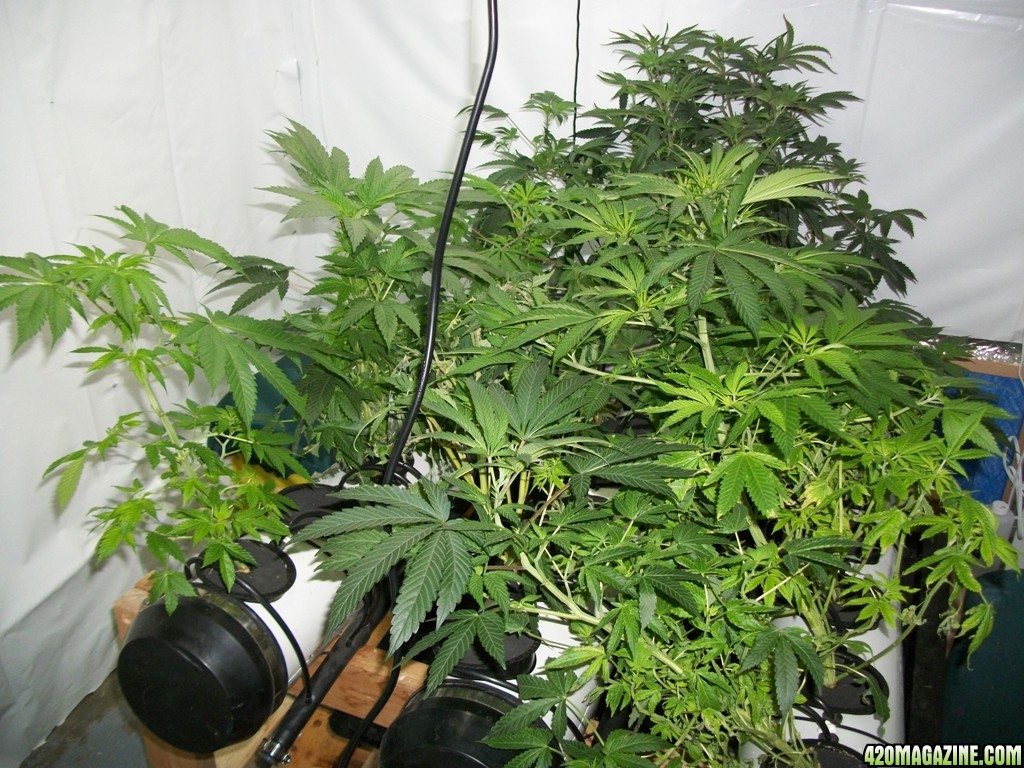 KingJohnC_s_Green_Sun_LED_Lights_Znet4_Aeroponic_Indoor_Grow_Journal_and_Review_2014-10-25_-_003.JPG