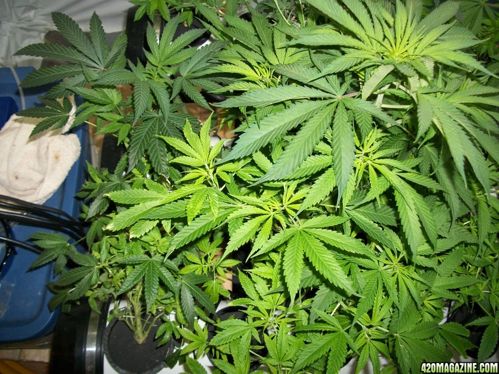 KingJohnC_s_Green_Sun_LED_Lights_Znet4_Aeroponic_Indoor_Grow_Journal_and_Review_2014-10-25_-_004.JPG