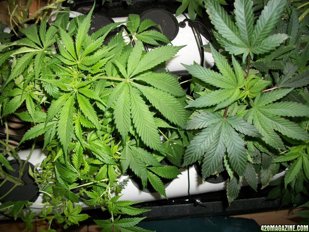 KingJohnC_s_Green_Sun_LED_Lights_Znet4_Aeroponic_Indoor_Grow_Journal_and_Review_2014-10-25_-_005.JPG