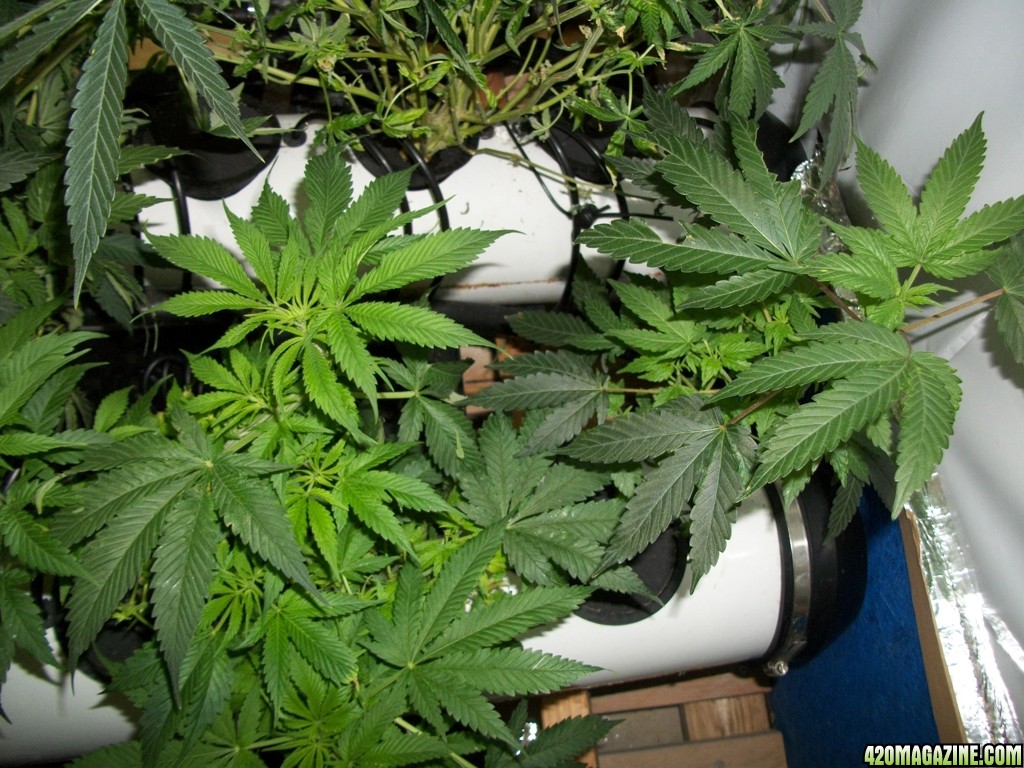 KingJohnC_s_Green_Sun_LED_Lights_Znet4_Aeroponic_Indoor_Grow_Journal_and_Review_2014-10-25_-_006.JPG