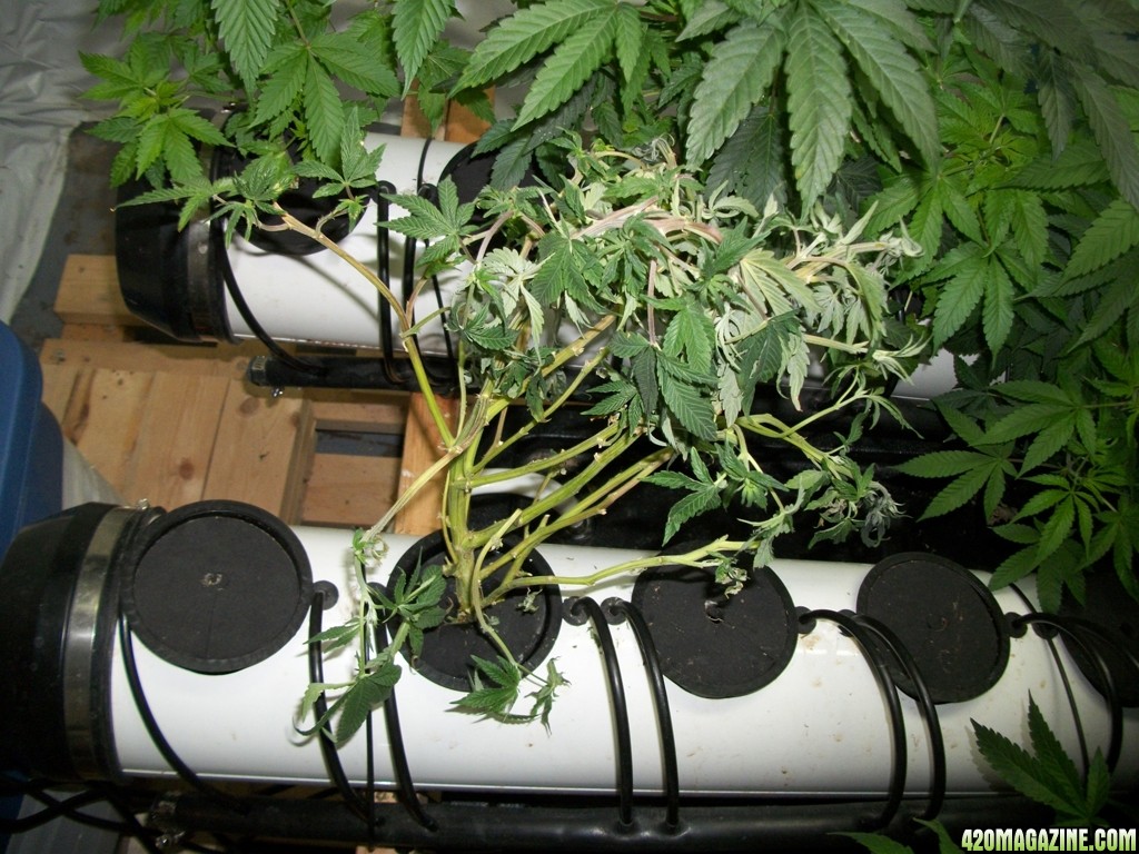 KingJohnC_s_Green_Sun_LED_Lights_Znet4_Aeroponic_Indoor_Grow_Journal_and_Review_2014-10-25_-_007.JPG