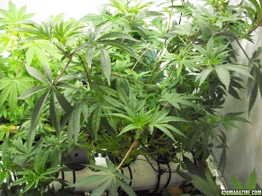 KingJohnC_s_Green_Sun_LED_Lights_Znet4_Aeroponic_Indoor_Grow_Journal_and_Review_2014-10-25_-_008.JPG
