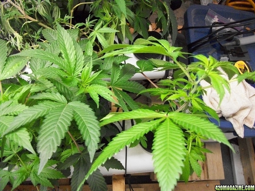 KingJohnC_s_Green_Sun_LED_Lights_Znet4_Aeroponic_Indoor_Grow_Journal_and_Review_2014-10-25_-_009.JPG