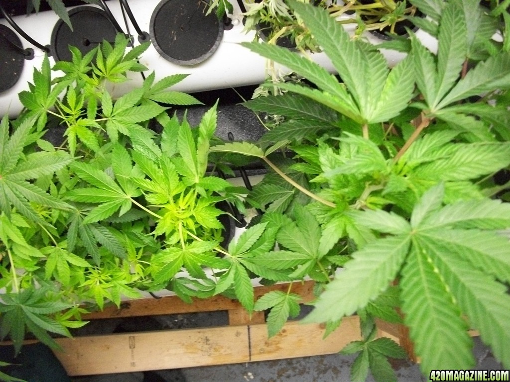 KingJohnC_s_Green_Sun_LED_Lights_Znet4_Aeroponic_Indoor_Grow_Journal_and_Review_2014-10-25_-_010.JPG