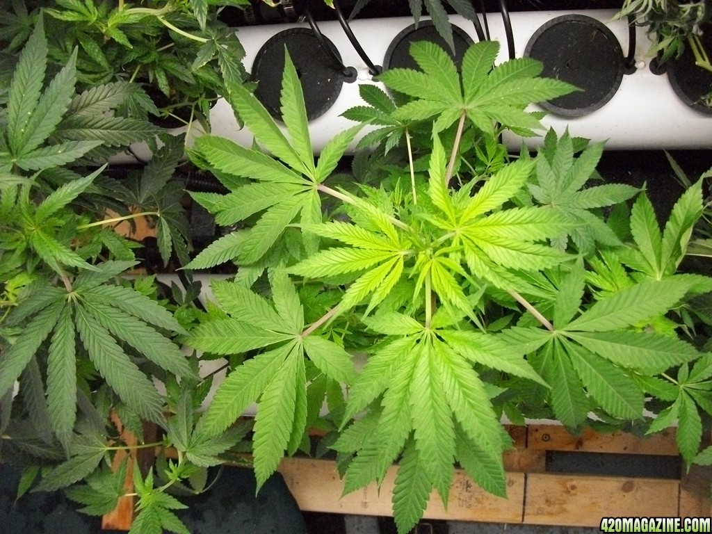 KingJohnC_s_Green_Sun_LED_Lights_Znet4_Aeroponic_Indoor_Grow_Journal_and_Review_2014-10-25_-_011.JPG