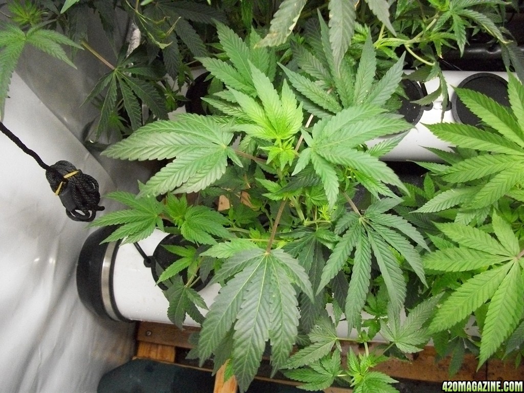 KingJohnC_s_Green_Sun_LED_Lights_Znet4_Aeroponic_Indoor_Grow_Journal_and_Review_2014-10-25_-_012.JPG