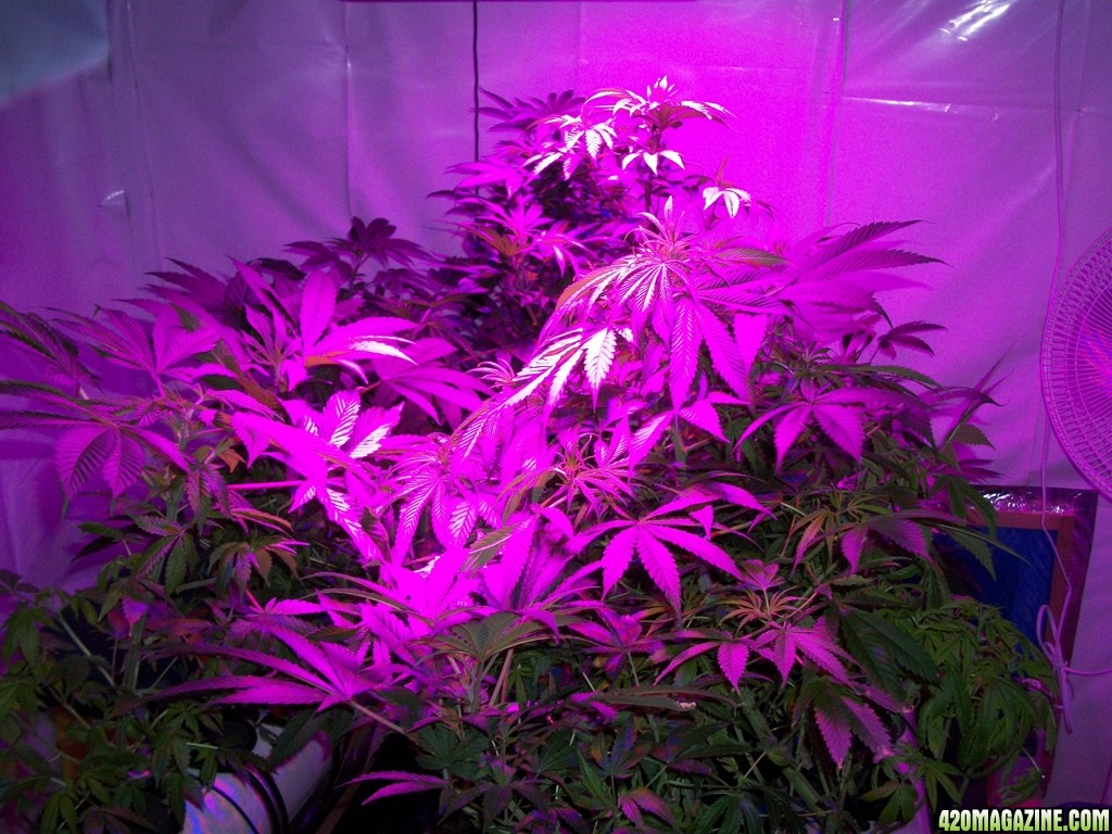 KingJohnC_s_Green_Sun_LED_Lights_Znet4_Aeroponic_Indoor_Grow_Journal_and_Review_2014-10-29_-_002.JPG