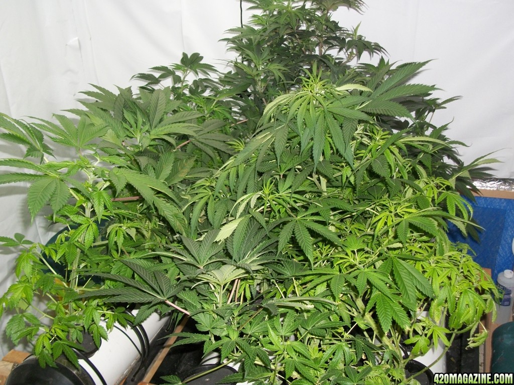 KingJohnC_s_Green_Sun_LED_Lights_Znet4_Aeroponic_Indoor_Grow_Journal_and_Review_2014-10-29_-_003.JPG