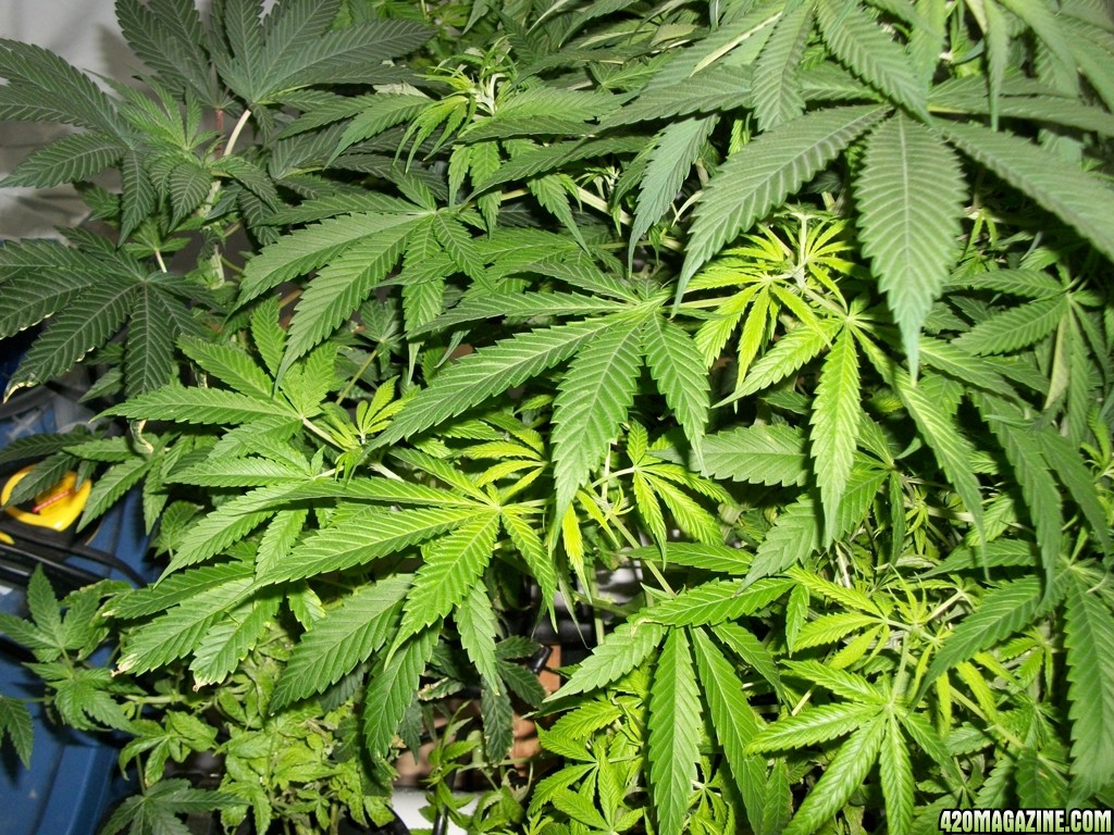 KingJohnC_s_Green_Sun_LED_Lights_Znet4_Aeroponic_Indoor_Grow_Journal_and_Review_2014-10-29_-_004.JPG