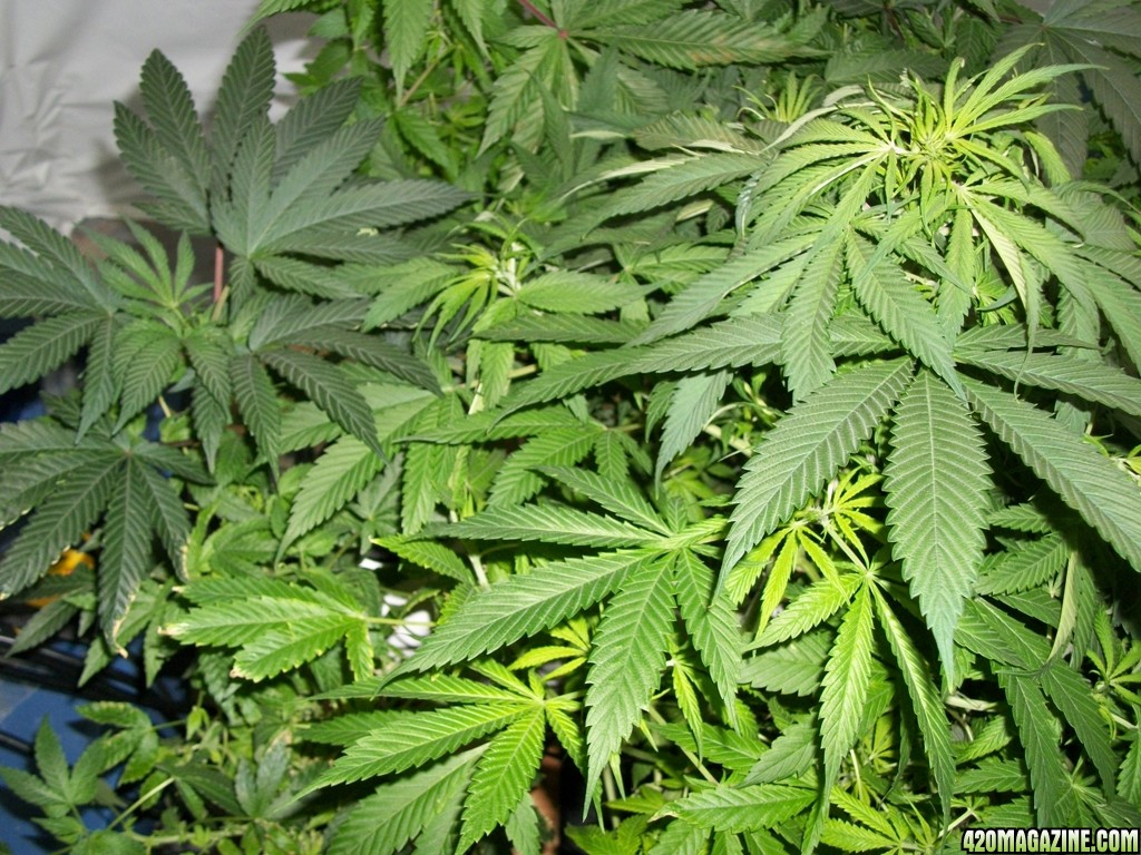 KingJohnC_s_Green_Sun_LED_Lights_Znet4_Aeroponic_Indoor_Grow_Journal_and_Review_2014-10-29_-_005.JPG