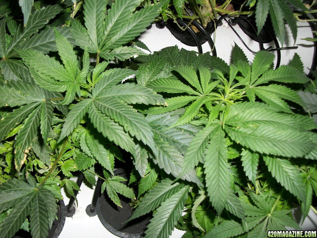 KingJohnC_s_Green_Sun_LED_Lights_Znet4_Aeroponic_Indoor_Grow_Journal_and_Review_2014-10-29_-_007.JPG