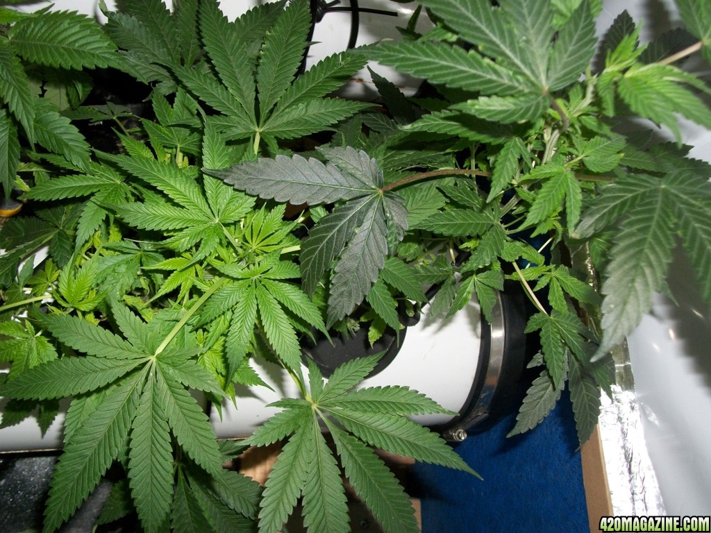 KingJohnC_s_Green_Sun_LED_Lights_Znet4_Aeroponic_Indoor_Grow_Journal_and_Review_2014-10-29_-_008.JPG