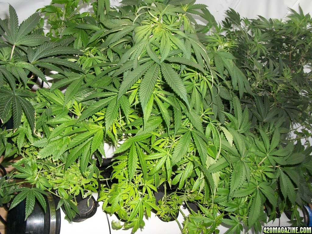 KingJohnC_s_Green_Sun_LED_Lights_Znet4_Aeroponic_Indoor_Grow_Journal_and_Review_2014-10-29_-_009.JPG