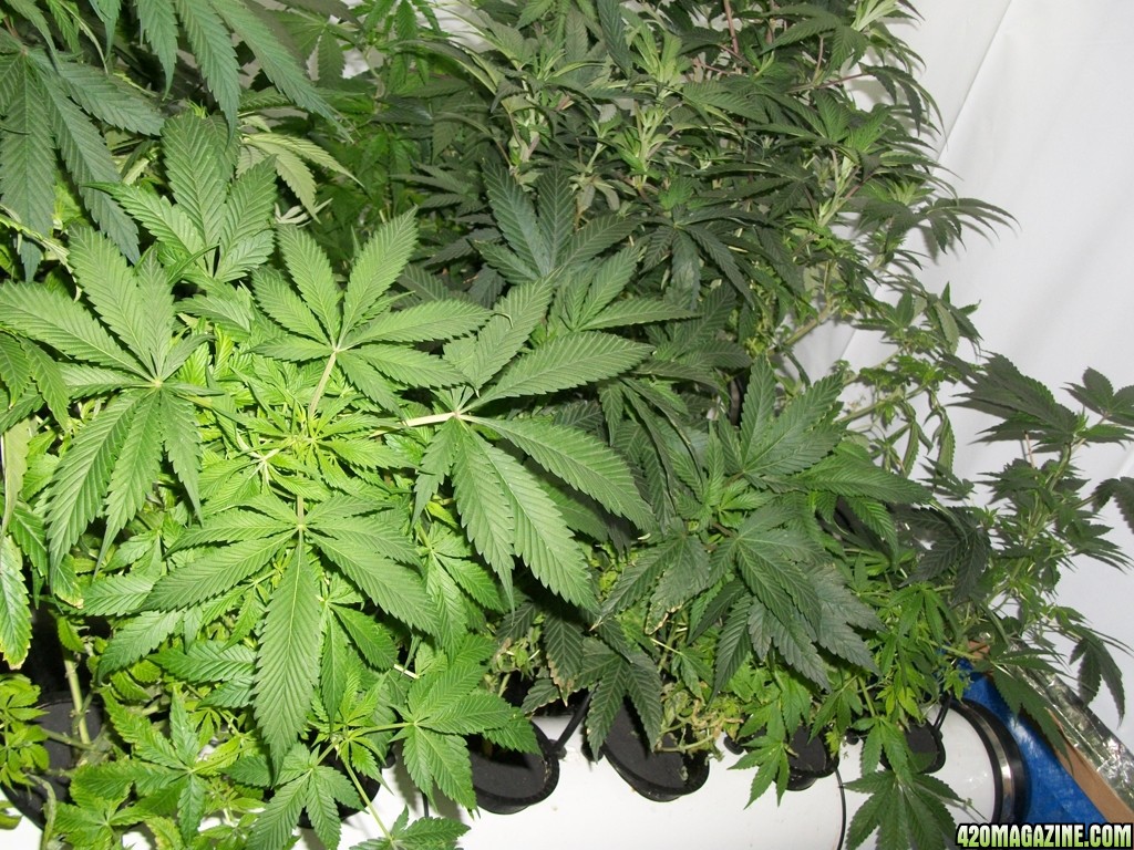 KingJohnC_s_Green_Sun_LED_Lights_Znet4_Aeroponic_Indoor_Grow_Journal_and_Review_2014-10-29_-_010.JPG