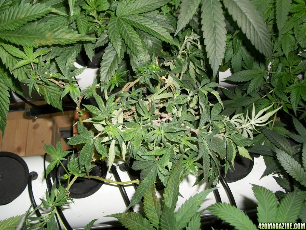 KingJohnC_s_Green_Sun_LED_Lights_Znet4_Aeroponic_Indoor_Grow_Journal_and_Review_2014-10-29_-_011.JPG