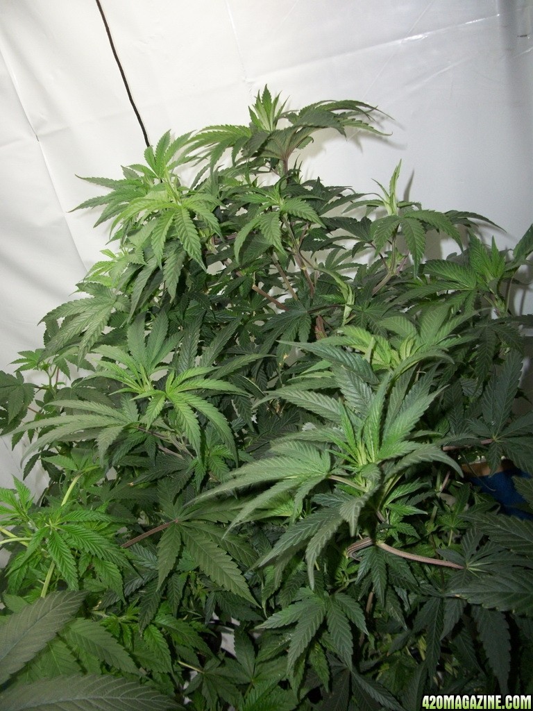 KingJohnC_s_Green_Sun_LED_Lights_Znet4_Aeroponic_Indoor_Grow_Journal_and_Review_2014-10-29_-_012.JPG