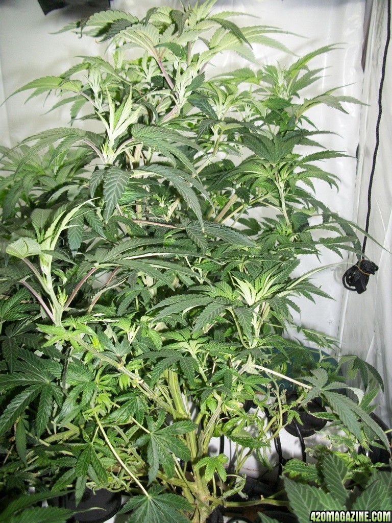 KingJohnC_s_Green_Sun_LED_Lights_Znet4_Aeroponic_Indoor_Grow_Journal_and_Review_2014-10-29_-_013.JPG