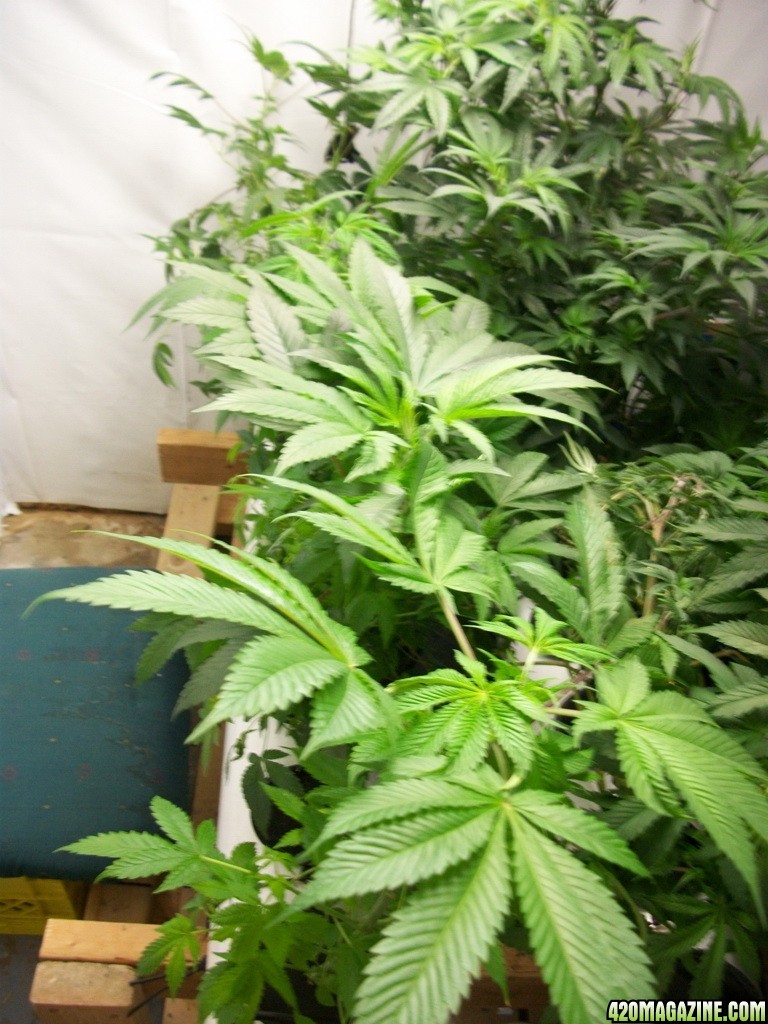 KingJohnC_s_Green_Sun_LED_Lights_Znet4_Aeroponic_Indoor_Grow_Journal_and_Review_2014-10-29_-_015.JPG