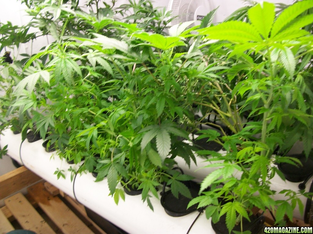 KingJohnC_s_Green_Sun_LED_Lights_Znet4_Aeroponic_Indoor_Grow_Journal_and_Review_2014-10-29_-_016.JPG