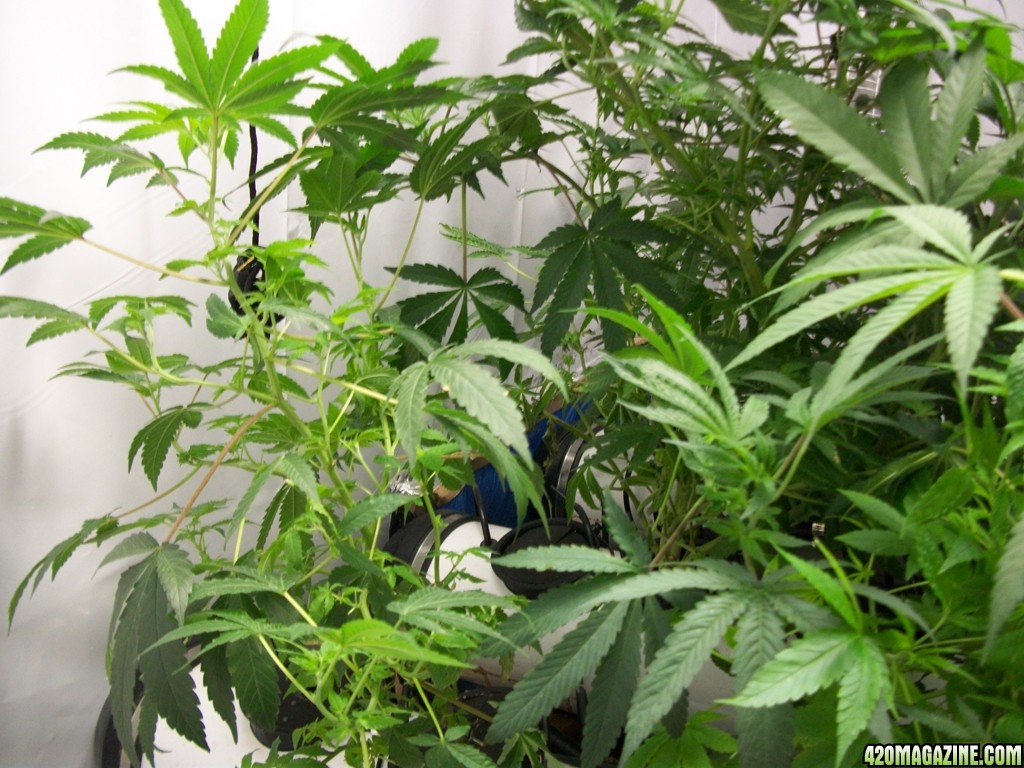 KingJohnC_s_Green_Sun_LED_Lights_Znet4_Aeroponic_Indoor_Grow_Journal_and_Review_2014-10-29_-_017.JPG