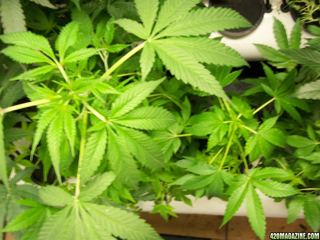 KingJohnC_s_Green_Sun_LED_Lights_Znet4_Aeroponic_Indoor_Grow_Journal_and_Review_2014-10-29_-_019.JPG