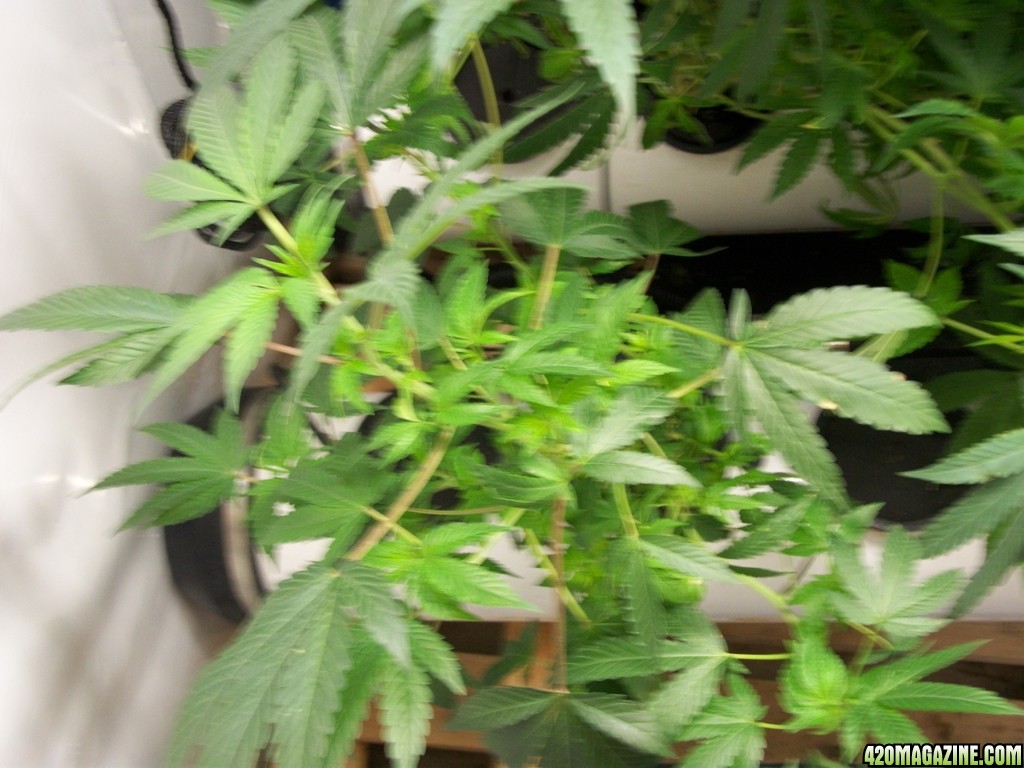 KingJohnC_s_Green_Sun_LED_Lights_Znet4_Aeroponic_Indoor_Grow_Journal_and_Review_2014-10-29_-_020.JPG