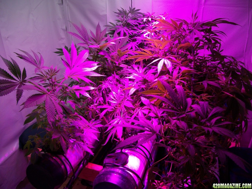 KingJohnC_s_Green_Sun_LED_Lights_Znet4_Aeroponic_Indoor_Grow_Journal_and_Review_2014-11-02_-_004.JPG
