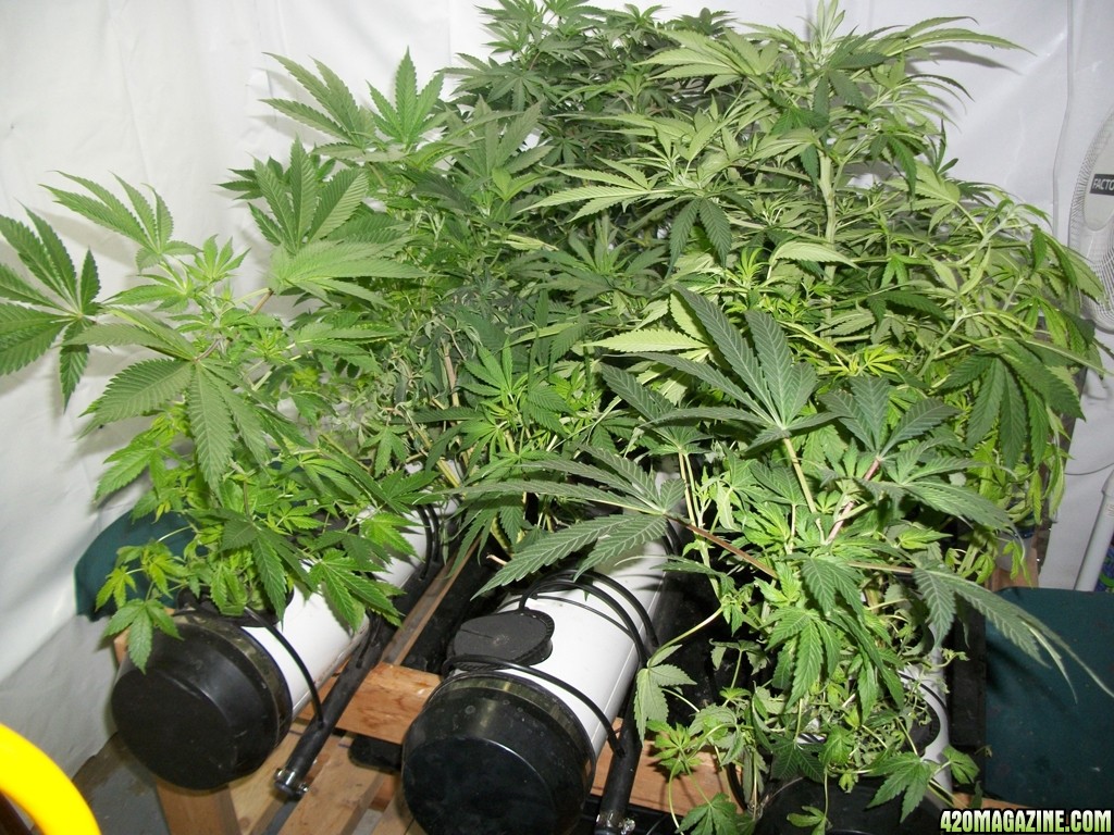 KingJohnC_s_Green_Sun_LED_Lights_Znet4_Aeroponic_Indoor_Grow_Journal_and_Review_2014-11-02_-_005.JPG