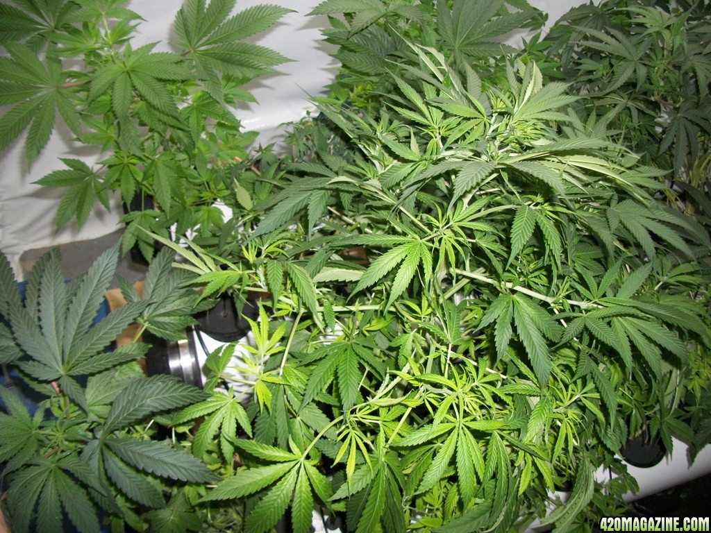 KingJohnC_s_Green_Sun_LED_Lights_Znet4_Aeroponic_Indoor_Grow_Journal_and_Review_2014-11-02_-_006.JPG