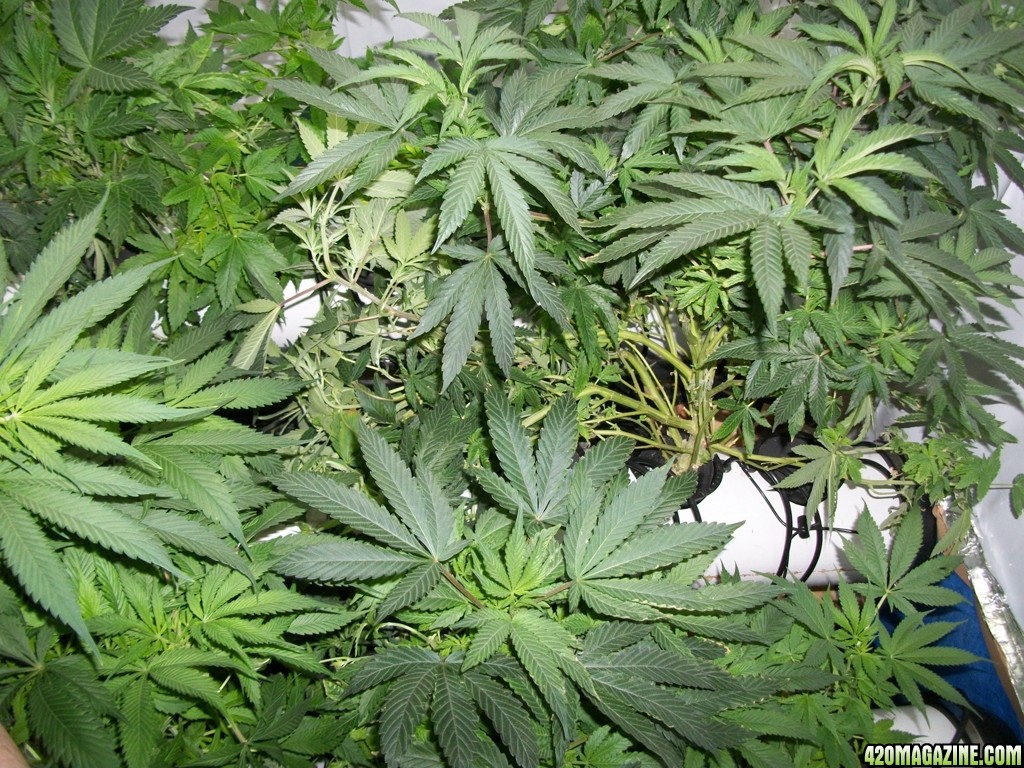 KingJohnC_s_Green_Sun_LED_Lights_Znet4_Aeroponic_Indoor_Grow_Journal_and_Review_2014-11-02_-_007.JPG