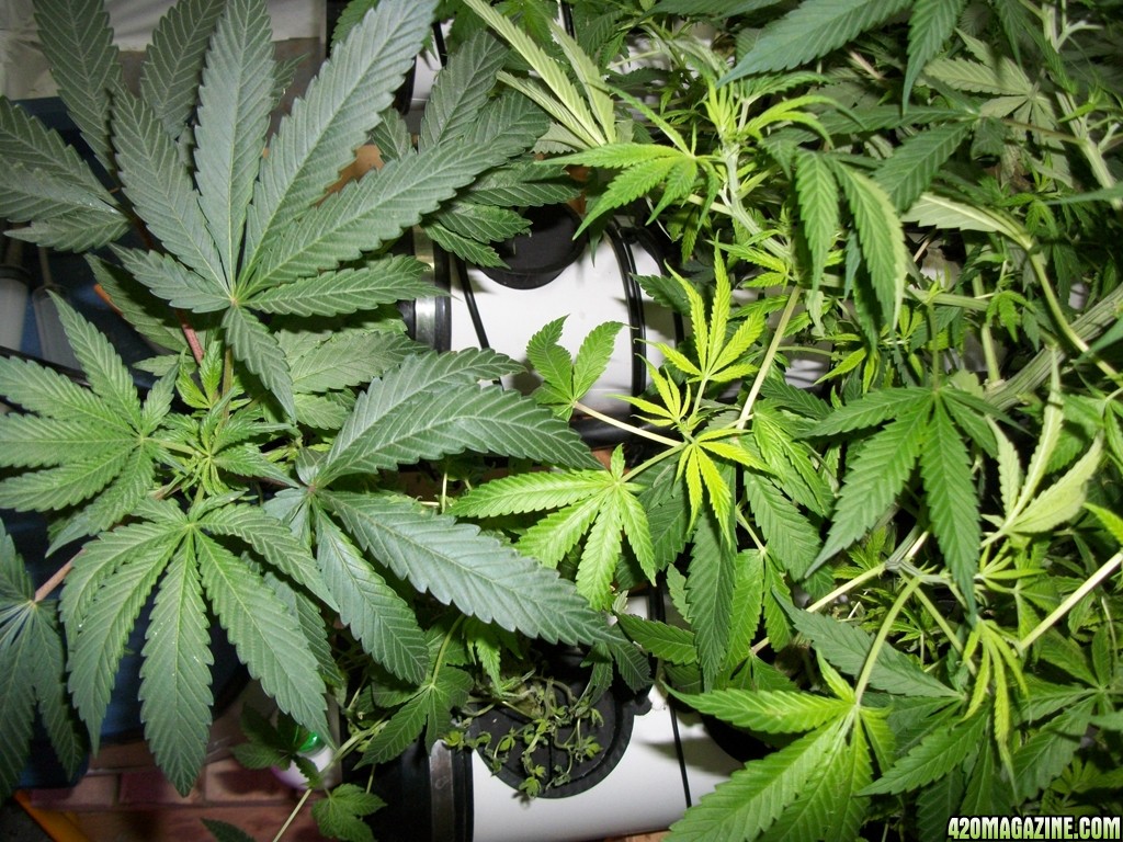 KingJohnC_s_Green_Sun_LED_Lights_Znet4_Aeroponic_Indoor_Grow_Journal_and_Review_2014-11-02_-_008.JPG