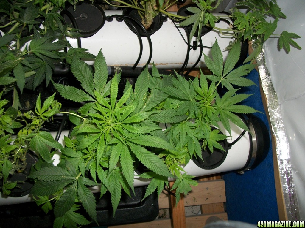 KingJohnC_s_Green_Sun_LED_Lights_Znet4_Aeroponic_Indoor_Grow_Journal_and_Review_2014-11-02_-_011.JPG