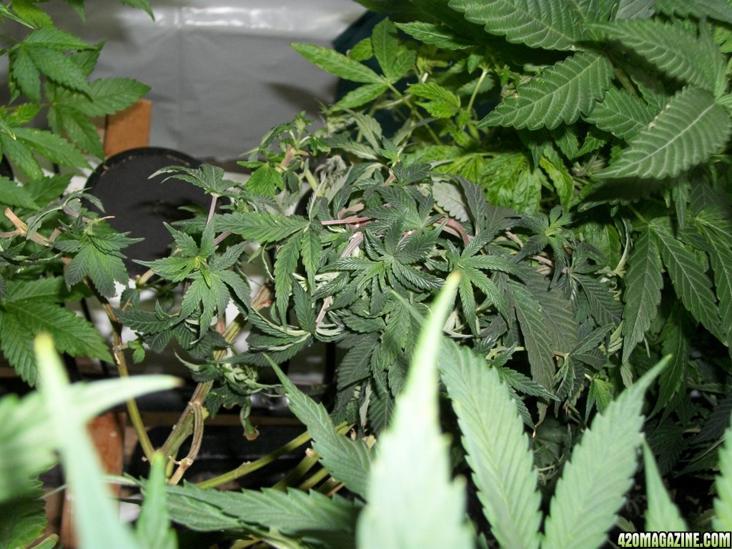 KingJohnC_s_Green_Sun_LED_Lights_Znet4_Aeroponic_Indoor_Grow_Journal_and_Review_2014-11-02_-_012.JPG