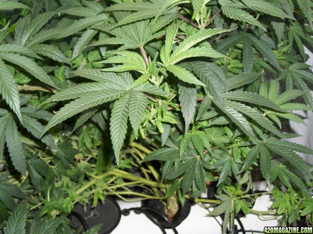 KingJohnC_s_Green_Sun_LED_Lights_Znet4_Aeroponic_Indoor_Grow_Journal_and_Review_2014-11-02_-_014.JPG