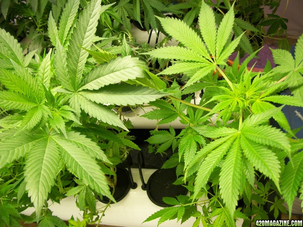 KingJohnC_s_Green_Sun_LED_Lights_Znet4_Aeroponic_Indoor_Grow_Journal_and_Review_2014-11-02_-_015.JPG