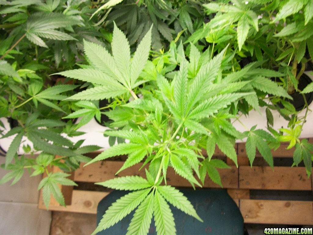 KingJohnC_s_Green_Sun_LED_Lights_Znet4_Aeroponic_Indoor_Grow_Journal_and_Review_2014-11-02_-_016.JPG