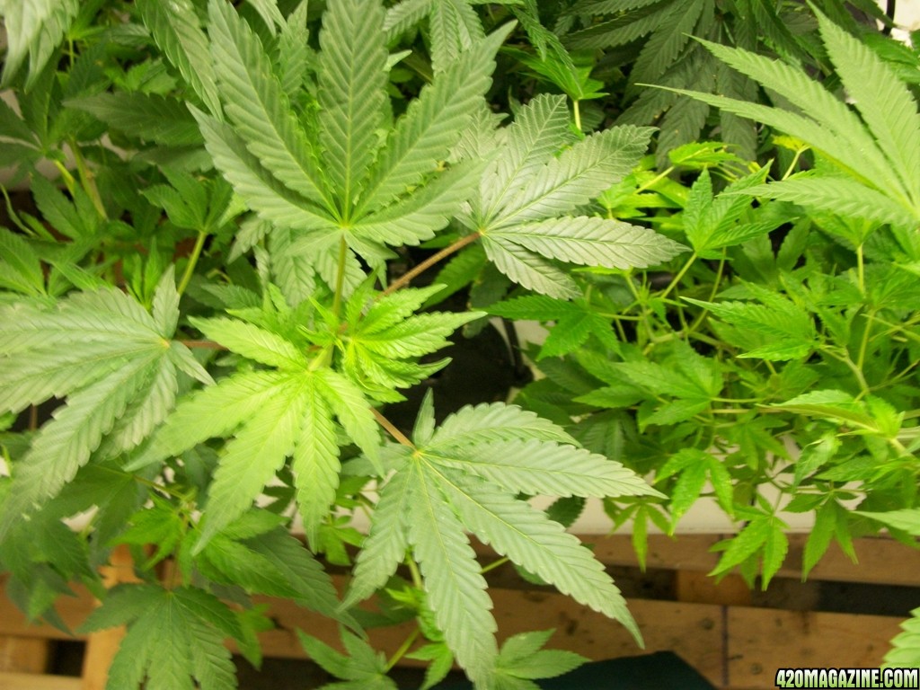 KingJohnC_s_Green_Sun_LED_Lights_Znet4_Aeroponic_Indoor_Grow_Journal_and_Review_2014-11-02_-_018.JPG