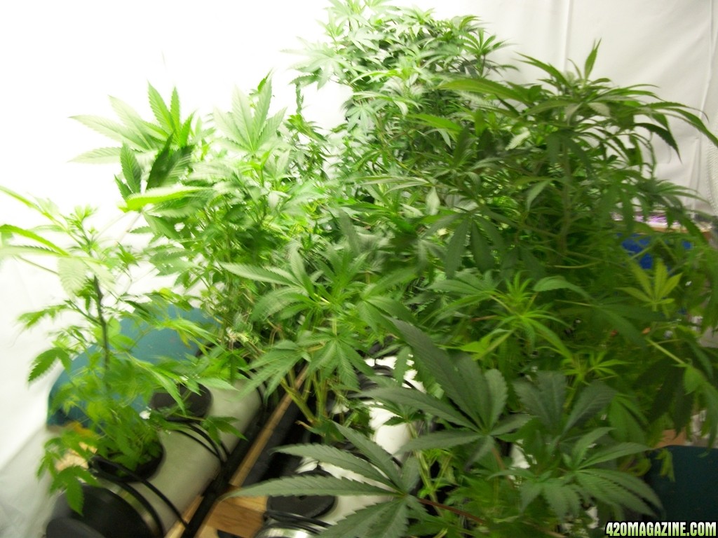 KingJohnC_s_Green_Sun_LED_Lights_Znet4_Aeroponic_Indoor_Grow_Journal_and_Review_2014-11-02_-_019.JPG