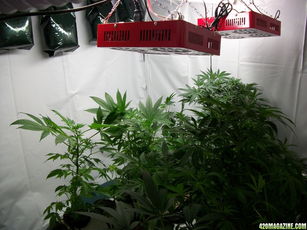 KingJohnC_s_Green_Sun_LED_Lights_Znet4_Aeroponic_Indoor_Grow_Journal_and_Review_2014-11-02_-_020.JPG