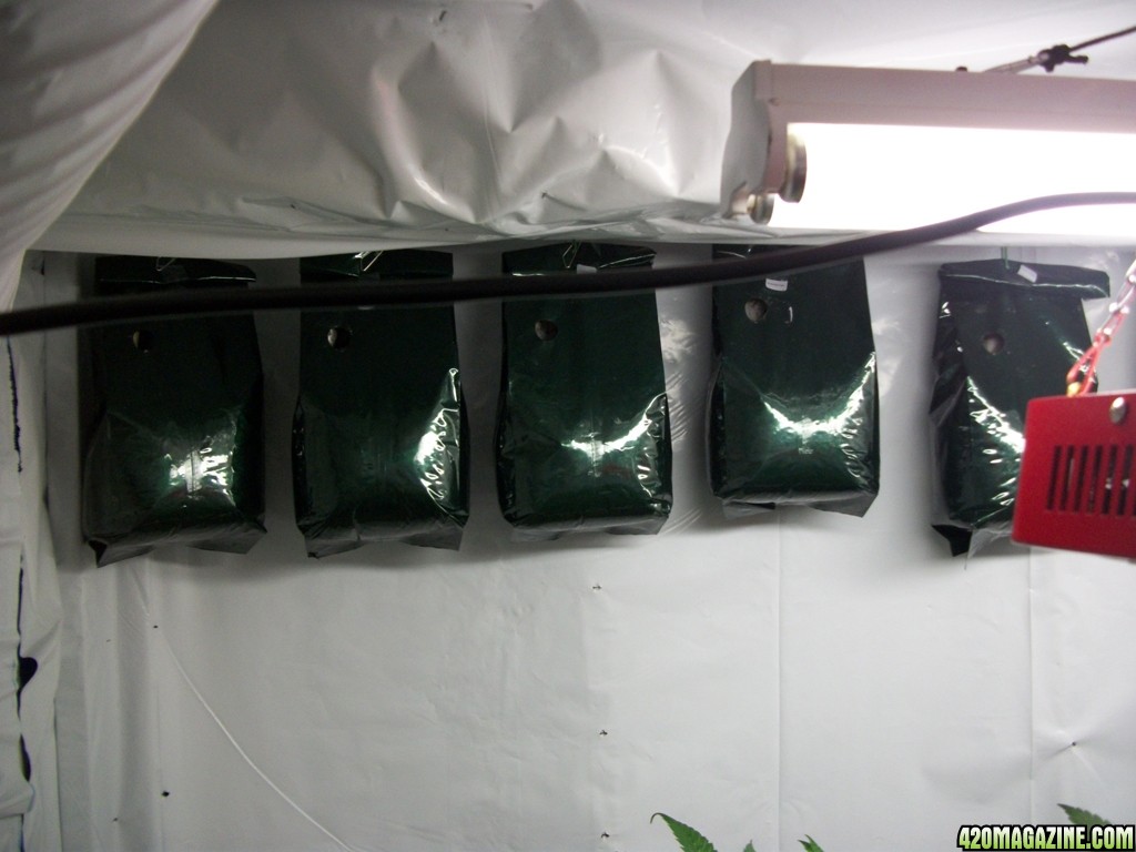 KingJohnC_s_Green_Sun_LED_Lights_Znet4_Aeroponic_Indoor_Grow_Journal_and_Review_2014-11-02_-_021.JPG