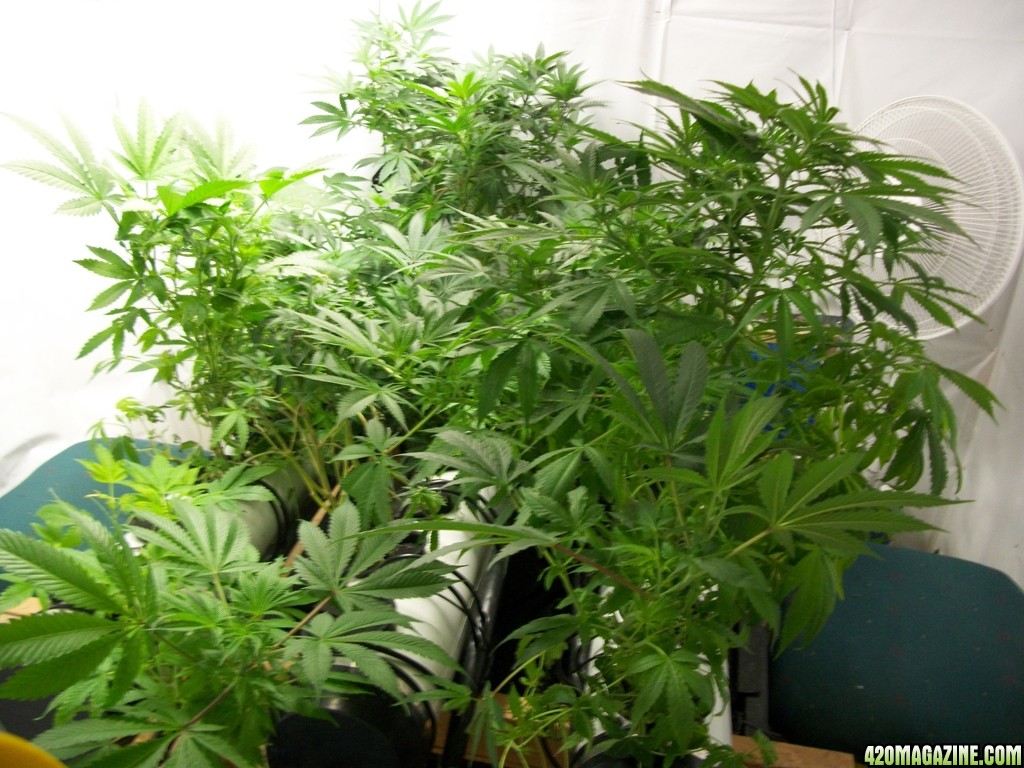 KingJohnC_s_Green_Sun_LED_Lights_Znet4_Aeroponic_Indoor_Grow_Journal_and_Review_2014-11-04_-_004.JPG