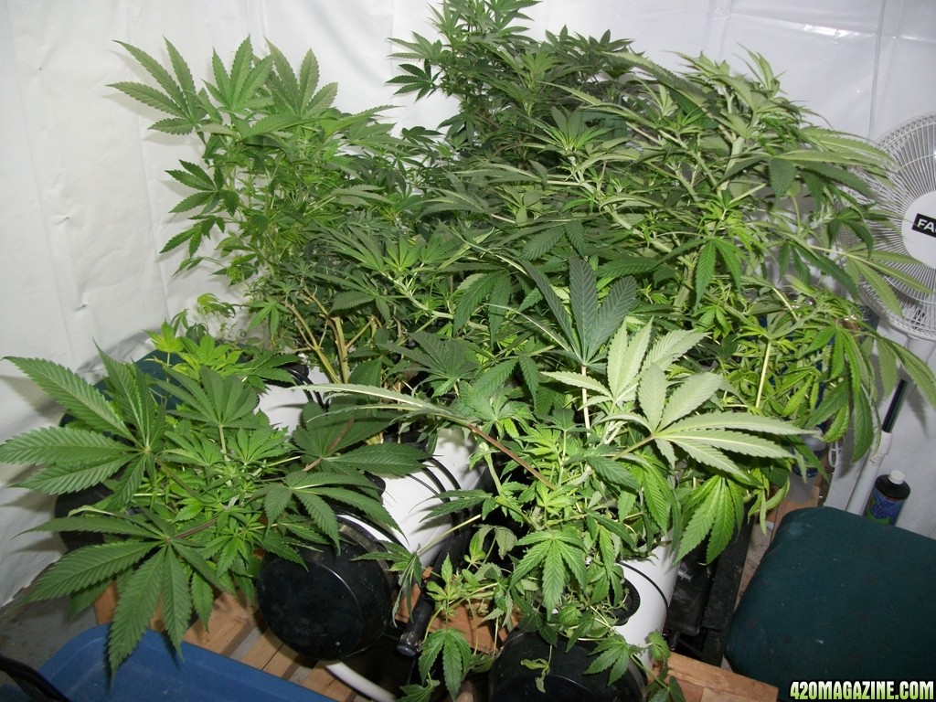 KingJohnC_s_Green_Sun_LED_Lights_Znet4_Aeroponic_Indoor_Grow_Journal_and_Review_2014-11-04_-_005.JPG