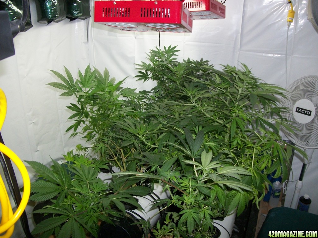 KingJohnC_s_Green_Sun_LED_Lights_Znet4_Aeroponic_Indoor_Grow_Journal_and_Review_2014-11-04_-_006.JPG