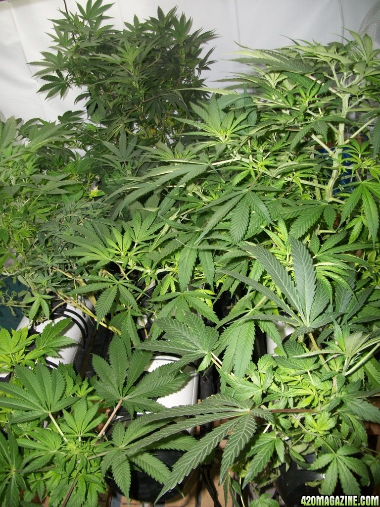 KingJohnC_s_Green_Sun_LED_Lights_Znet4_Aeroponic_Indoor_Grow_Journal_and_Review_2014-11-04_-_007.JPG