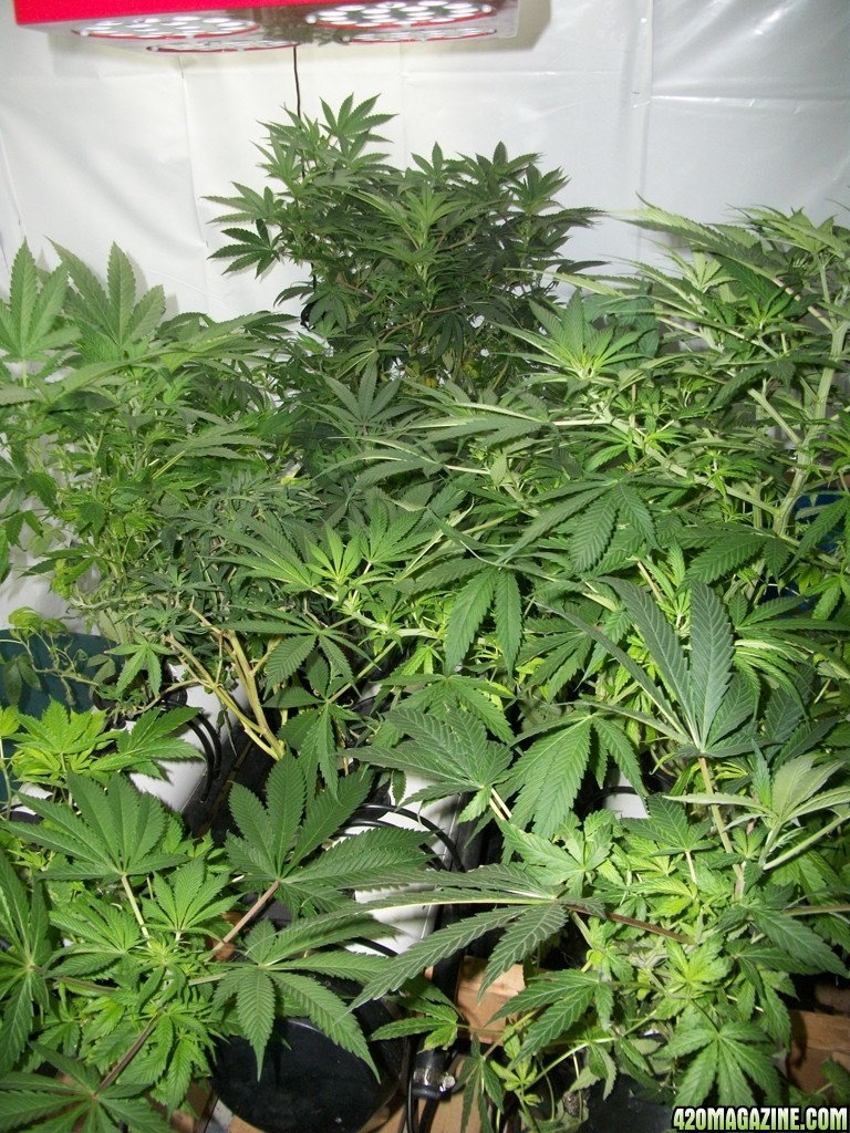 KingJohnC_s_Green_Sun_LED_Lights_Znet4_Aeroponic_Indoor_Grow_Journal_and_Review_2014-11-04_-_008.JPG