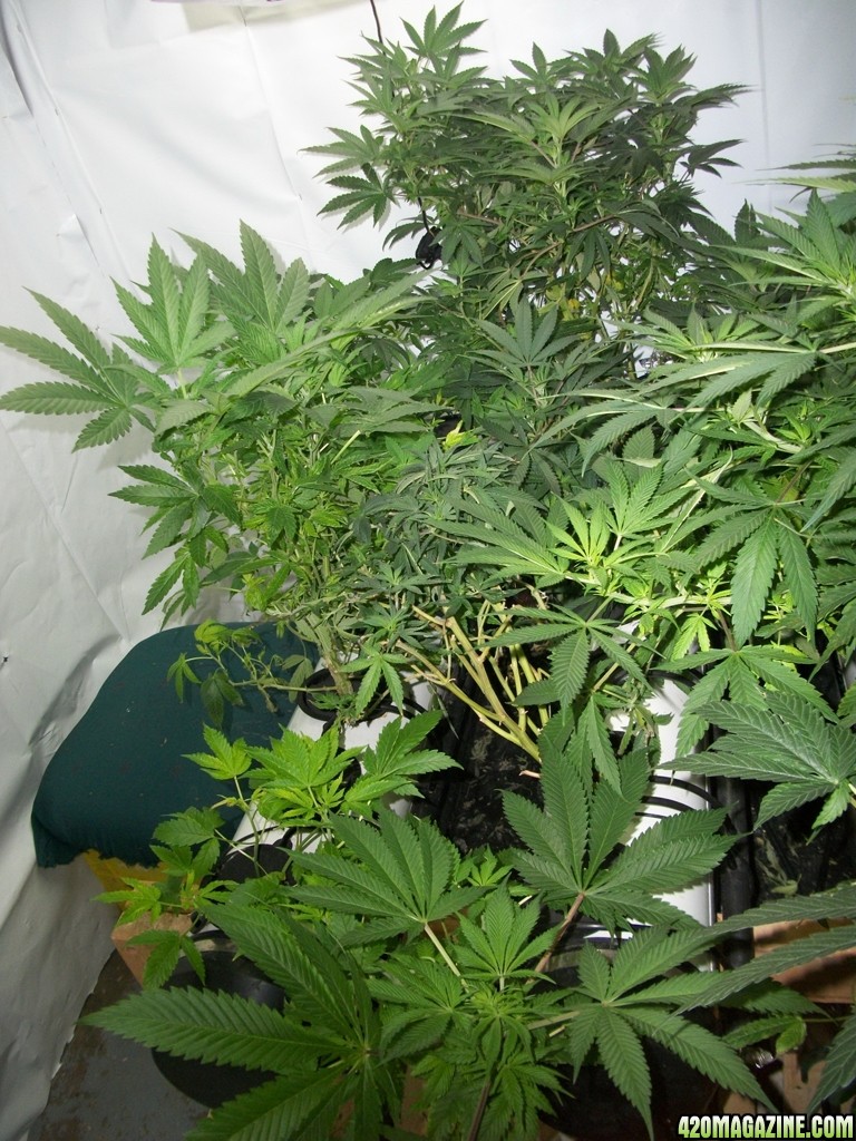 KingJohnC_s_Green_Sun_LED_Lights_Znet4_Aeroponic_Indoor_Grow_Journal_and_Review_2014-11-04_-_009.JPG