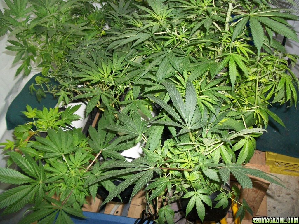 KingJohnC_s_Green_Sun_LED_Lights_Znet4_Aeroponic_Indoor_Grow_Journal_and_Review_2014-11-04_-_011.JPG